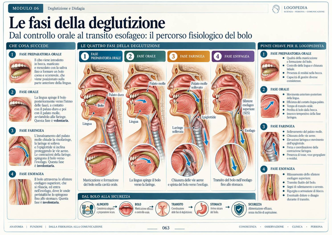 Le fasi della deglutizione — pagina delle Mappe Visuali di Logopedia