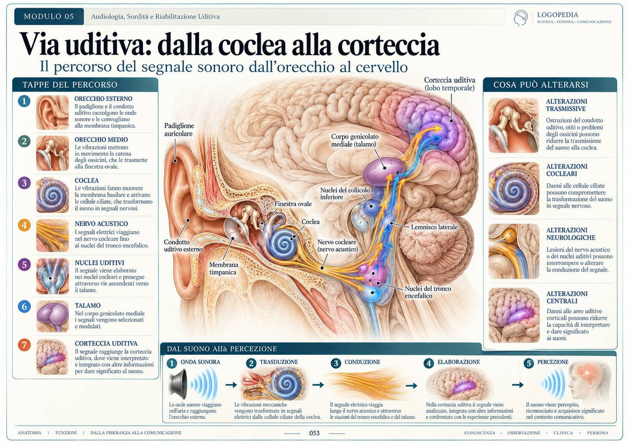 Via uditiva: dalla coclea alla corteccia — pagina delle Mappe Visuali di Logopedia